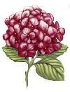 Hydrangea - Pink