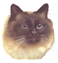 Cats - Birman