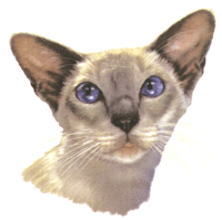 Cats - Siamese