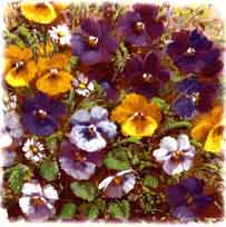 Pansies Accent - no basket