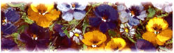 Pansies Basket Accent and Border
