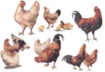 Roosters and Chickens
