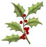 HOLLY WITH BERRIES