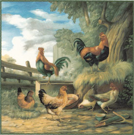 Roosters and Chickens - Hens