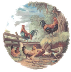 Roosters and Chickens - Hens