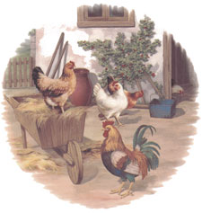 Roosters and Chickens - Hens