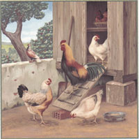 Roosters and Chickens - Hens