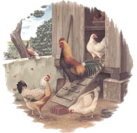 Roosters and Chickens - Hens