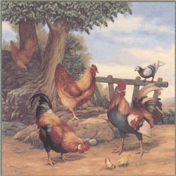 Roosters and Chickens - Hens