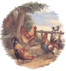 Roosters and Chickens - Hens