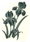 Black Iris Flower