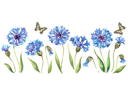 Cornflower with Butterfly - Blue Mug Wrap