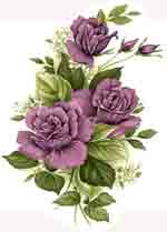 Purple Rose Flower