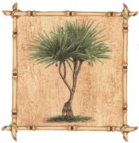 Palm Trees With Square Bamboo Border