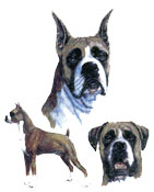 Boxer