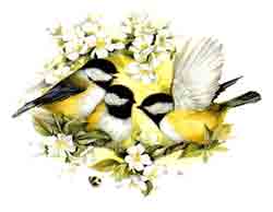 Birds - Chickadees