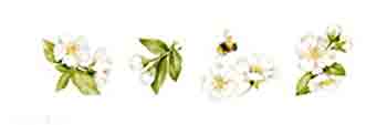 FLOWER BLOSSOMS WITH BEE BORDER