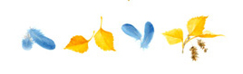 Birds - Bluebirds Feathers