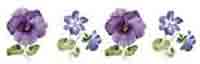 Pansies Bits Border