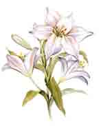 Lilies