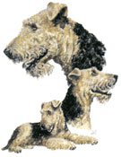 Airedale