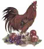 Rooster and Apples