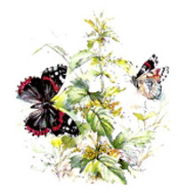 Butterfly Butterflies