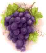 Purple Cluster of Grapes