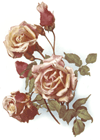 Roses -  Anna Olivier Roses