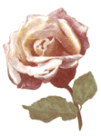 Roses -  Anna Olivier Roses