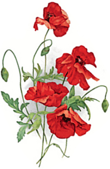 Field Poppy Poppies Flowers