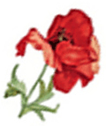 Field Poppy Poppies Flowers