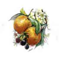 Fruit - Evesham - Oranges