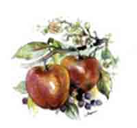 Fruit - Evesham - Apples