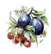 Fruit - Evesham - Plums, Cherries