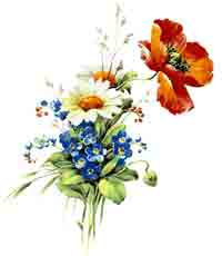 Poppy Poppies and Daisy Daisies Flowers