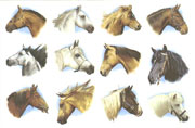 Horses-12 PC SET