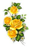 Roses - Yellow