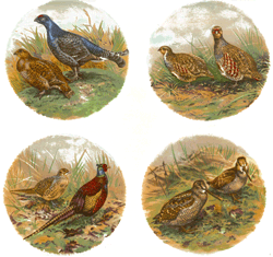 Game Birds