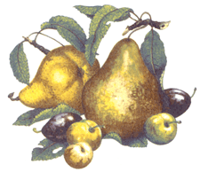 Pears