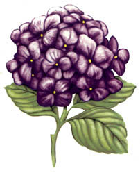 Hydrangea - Purple Flowers