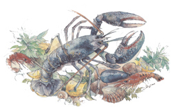 Seafood Design - Lobster, Shrimp, Shells, Lemon