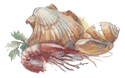 Seafood -Shrimp, Shells