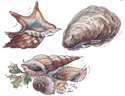 SHELLS