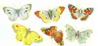 Butterfly Butterflies Intraline