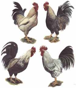 Roosters