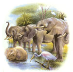 Animals of the Wild - Elephant