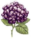 Hydrangea - Purple Flowers