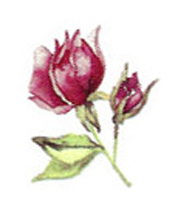 Rose Garden Flowers - Bits
