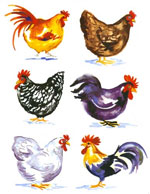 Barnyard Roosters